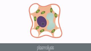 Passive Transport Part 2 [upl. by Gnad]