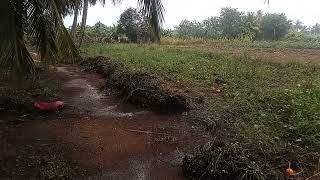 A paddy field in Sri Lanka ready to be cultivated during the rainy season [upl. by Dorella]