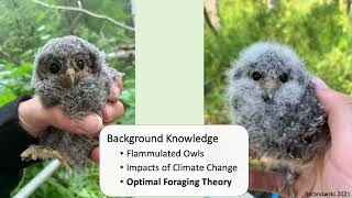 Foraging Ecology and Space Use of Breeding Flammulated Owls Psiloscops flammeolus in Northern Utah [upl. by Htebizile]