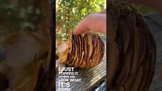 How do pine cones work 🤔 soundoffinthecomments [upl. by Felicie]