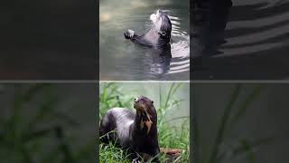 🦦 La Nutria Gigante 🦦 Un Juguetón de los Ríos Sudamericanos animales [upl. by Nolad71]