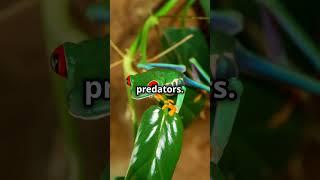 Fascinating Facts About Red Eyed Tree Frogs redeyedtreefrog frogs amphibian animalkingdom [upl. by Ardnama]