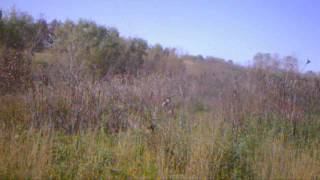 Hunting at Maple Leaf Conservation Area [upl. by Anilasor]