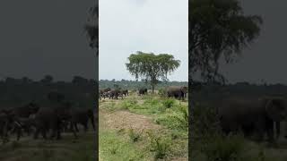 Elephant baby funny video 😂shorts elephants animals funny funnyanimal viralvideo [upl. by Silvana429]