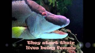 News Color changing HOGFISH use their skin to see what color they are [upl. by Peria]