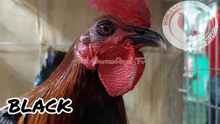 World Gamefowl Expo 2023 BLACK [upl. by Leaj462]