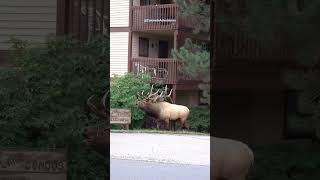 Bull Elk Bugling in Estes Park Colorado During the Rut [upl. by Novrej809]