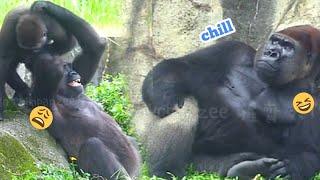 塔莉被兒子煩😆🤣Silverback gorilla family interactionsDjeeco FamilyTayariJabaliIrikiRingo [upl. by Ethelbert]