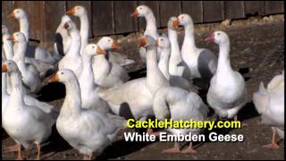 Flock of White Embden Geese  Cackle Hatchery [upl. by Yeruoc]