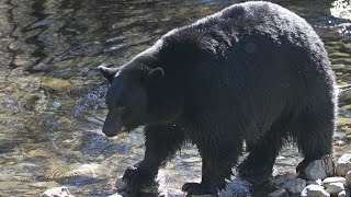 Woman battling cancer fights off bear in Tahoe Vista vacation home [upl. by Clite]