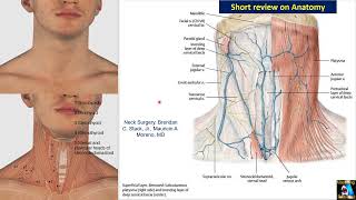 Vascular Ultrasound Carotid Part 1 Scanning ICA  ECA [upl. by Grote]