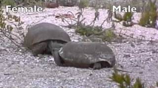 Tortoise Tango Gopher Tortoise Courtship Gopherus polyphemus Barefoot Beach Preserve [upl. by Pich]