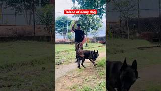 Techniques of Indian military dog training 🇮🇳 youtubeshorts shortvideo viralvideo dog k9 [upl. by Nerac]