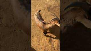 Zoo de castellar de la frontera youtube [upl. by Jurkoic]