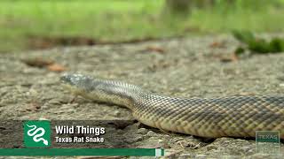 Texas Rat Snake Wild Things [upl. by Elfrieda]