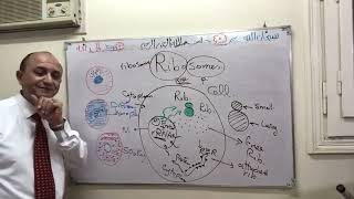 Ribosomes histology [upl. by Saucy]