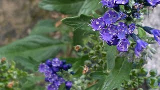 Caryopteris x clandonensis Heavenly Blue [upl. by Aivila]