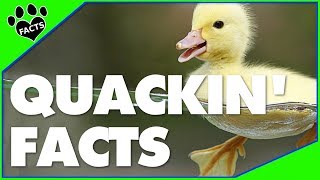 Top 10 Fun Facts About Ducks  Number 1 Will Quack You Up [upl. by Straub]