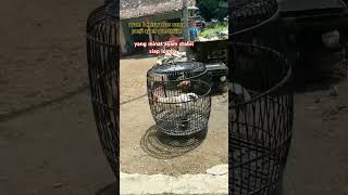 ayam bekisar viralvideo shortvideo ayambekisarjuara [upl. by Nadda492]