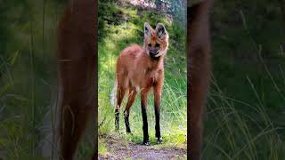 Getting Up Close with the Elusive Maned Wolf [upl. by Nonaihr]