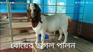 সাউথ আফ্রিকান বোয়ের গোট boer goat in west bengal [upl. by Zoha799]