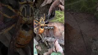 Unbelievable Hornet Facts You Never Knew [upl. by Ahsinom606]