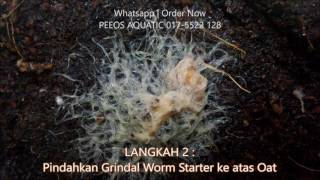 Cara membuat Grindal Worm Malaysia [upl. by Notsruht]