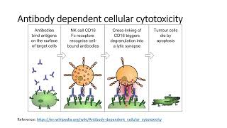 Antibody dependent cellular cytotoxicityADCCamp Complementary dependent cytotoxicityCDC Code 451 [upl. by Cecily478]