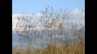 Poaceae Cyperaceae Juncaceae [upl. by Alleinnad462]