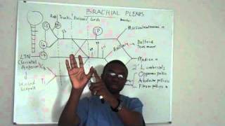 Brachial plexus made ridiculously simple PART 4 Lecture [upl. by Faux]