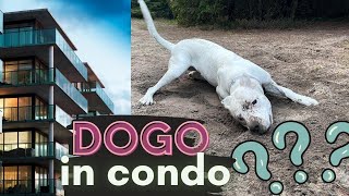 Is Dogo Argentino SUITABLE For APARTMENT Living  Our Trip To Cottage [upl. by Tap]