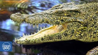 Cuba Natural Paradise  Giants of the Mangrove [upl. by Stacy335]