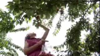 UPick Cherries at King Orchards Northern Michigan Cherry Orchard [upl. by Robet]