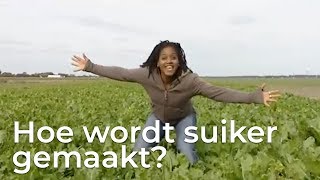 Hoe wordt suiker gemaakt  Doen Ze Dat Zo [upl. by Swerdna794]