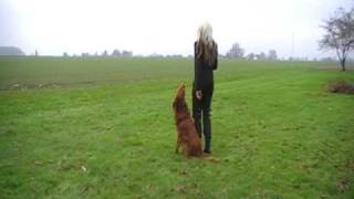 Hundesport  freudiger Training  Teil1  Obedience [upl. by Alain]