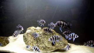 How to Improve the Growth Rate of The Frontosa Cichlids [upl. by Marthena365]