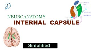 Internal capsule  Neuroanatomy  university exam  NEET PG  MUHS [upl. by Hodgson]