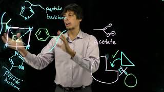 Topic 67  Myoglobin specificity for O2 [upl. by Ecidna965]