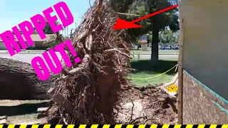 Tempe Arizona Micro burst rips out an 80 foot pine tree arizona microburst storm [upl. by Eeloj]