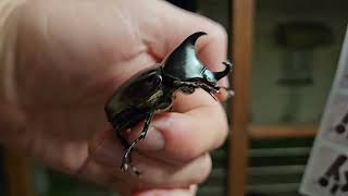 Rhinoceros beetle [upl. by Airel]