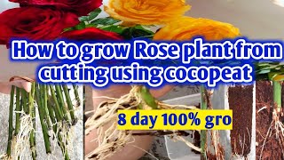 How to grow Rose plant from cuttings  grow Rose from stem cuttings Rose cutting jugaad [upl. by Dlnaod]