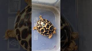 Tortoise care for beginners  winter Indian star tortoise [upl. by Nanon]