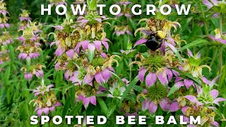 Spotted Bee Balm  Complete Profile [upl. by Armstrong]