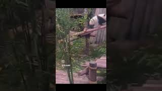 A PANDA FUN WITH MAN viral panda trending [upl. by Eelimaj656]