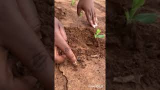 Managing cutworms in the oldest block of SC 419 in Mpongwe Zambia 🇿🇲 [upl. by Khalil]