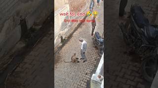 Dont Miss the End  Langoor Bandar vs Dada 🤣😂  Monkey Attack in Shahzadpur youtubeshorts viral [upl. by Hairaza]