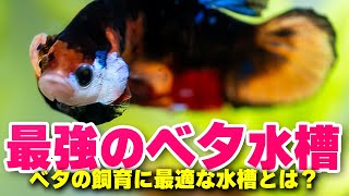 これが最強のベタ水槽だ！ベタ飼育に最適な小型水槽を紹介します。新生活にベタを飼ってみませんか？ アクアリウム 熱帯魚 【ビバアクア】 [upl. by Nalro858]