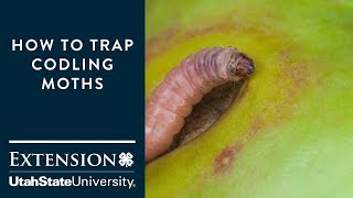 How to Trap Codling Moths [upl. by Kcireddor]