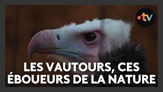 Les vautours ont mauvaise réputation mais sont pourtant essentiels pour notre environnement [upl. by Colbye]