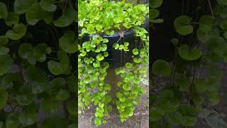 ලස්සනයිද කියන්න😍😍 gardening gotukola thakshila shortsviral [upl. by Emlyn]